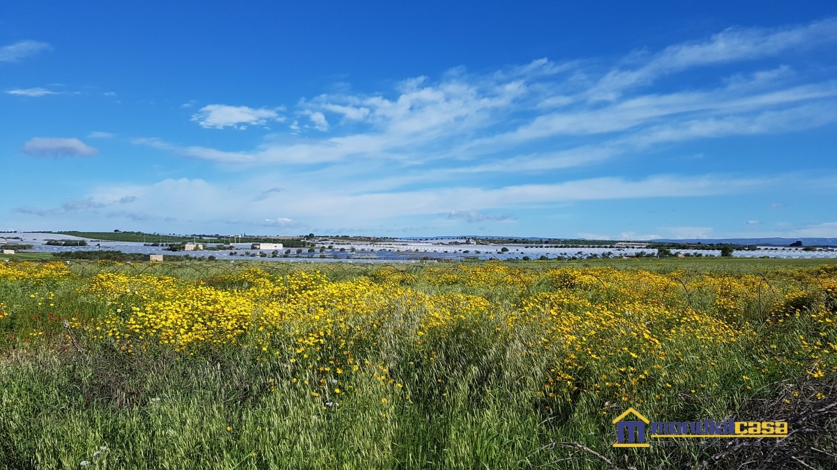 Terreno Agricolo in Vendita Noto