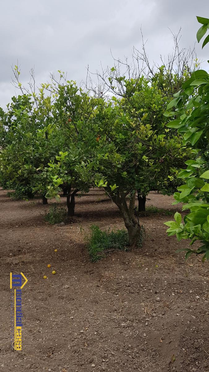 Terreno Agricolo in Vendita Noto