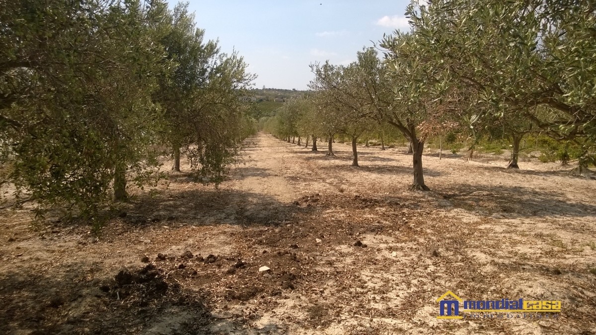 Villa Unifamiliare - Indipendente NOTO vendita  Noto  Mondialcasa Immobiliare srl
